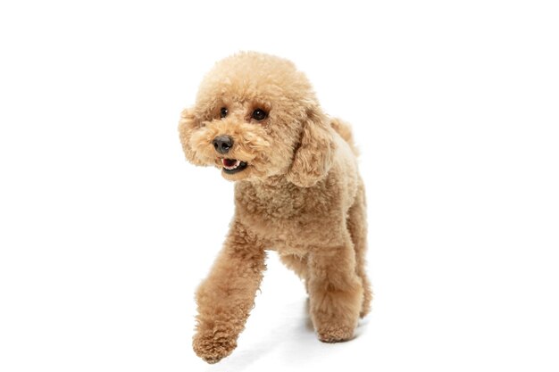 Cute puppy of Maltipoo dog posing isolated over white background