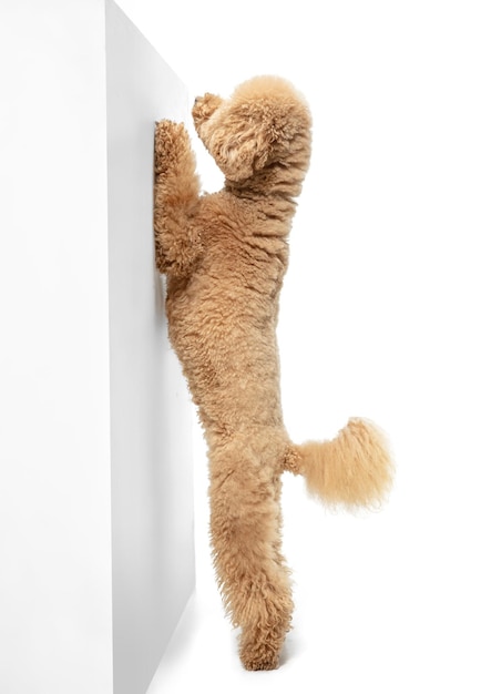 Симпатичный щенок мальтипу, позирующий стоя на задних лапах, опираясь на стену, изолированную на белом фоне