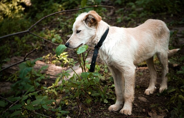 Cute puppy standing in the park on a sunny day