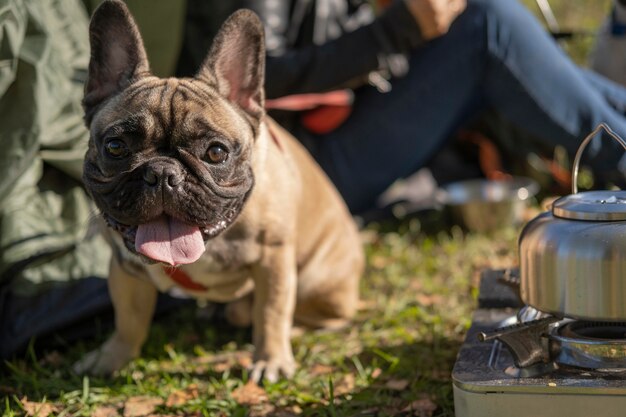 舌を突き出しているかわいい子犬