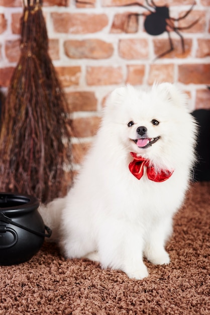 Free photo cute puppy wearing a red bow tie