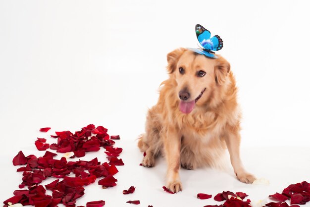 舌を突き出しているかわいい茶色の犬のクローズアップショット 無料の写真 舌を突き出しているかわいい茶色の犬のクローズアップショット 無料の写真