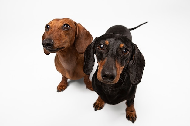 Cute purebred dogs in a studio