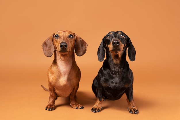 Free photo cute purebred dogs in a studio