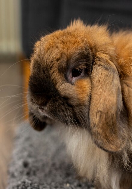 cute rabbit indoors