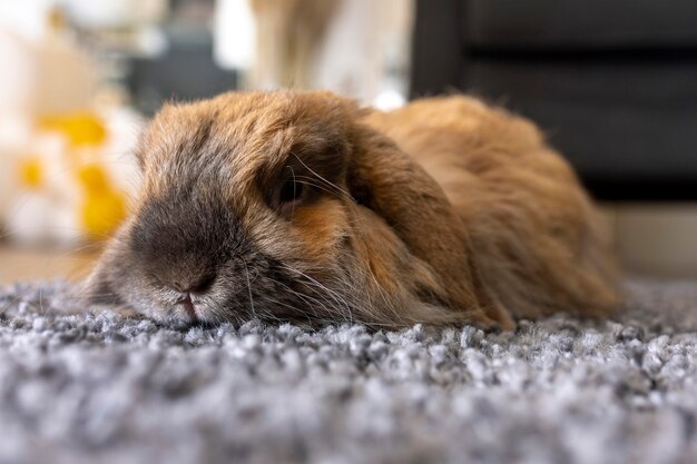 Cute rabbit laying on carpet