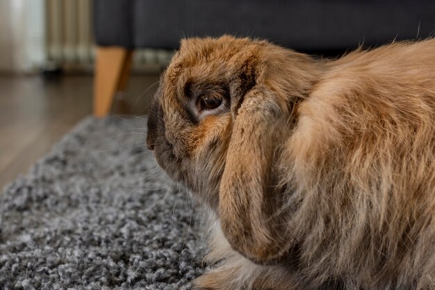 カーペットの上に座っているかわいいウサギ