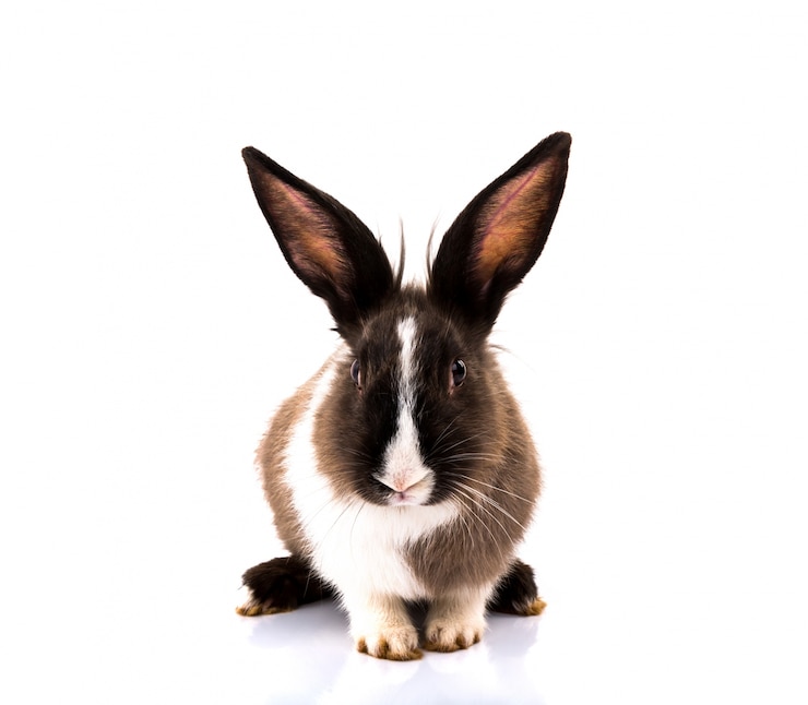 Free Photo cute rabbit on white background