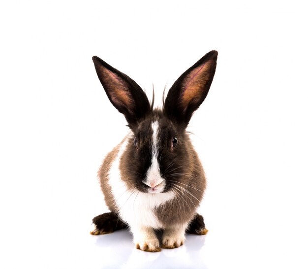 Cute rabbit on white background