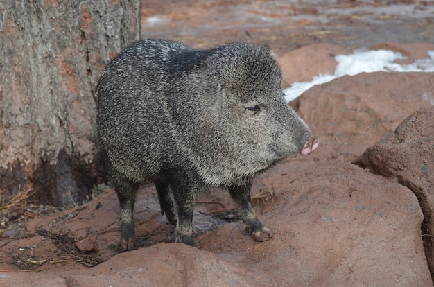 Cute razorback pigs in the wild standing