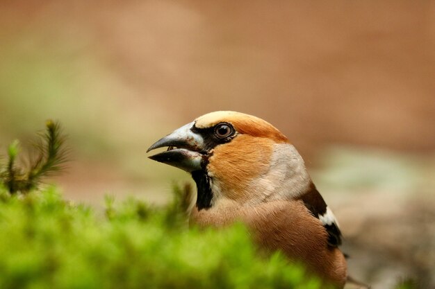 귀여운 빨간 crossbill 새