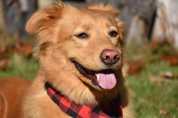 格子縞のバンダナを身に着けているかわいい赤い川のアヒルの犬。