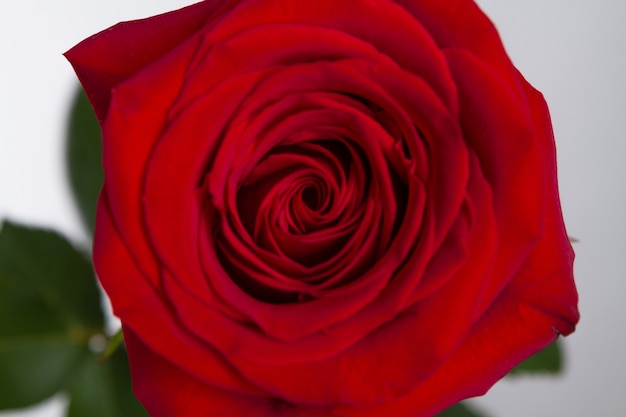 Симпатичная красная роза