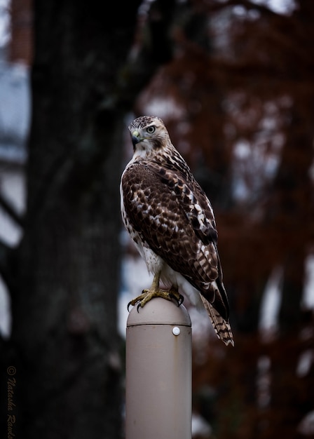 cute red-shouldered hawk standing on a stick