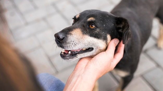 養子縁組でペットになっているかわいい救助犬 プレミアム写真 養子縁組でペットになっているかわいい救助犬 プレミアム写真