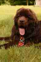 Free photo cute resting brown newfoundland dog wearing a red plaid necktie laying down.