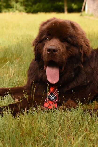 Cute resting brown Newfoundland dog wearing a red plaid necktie laying down.