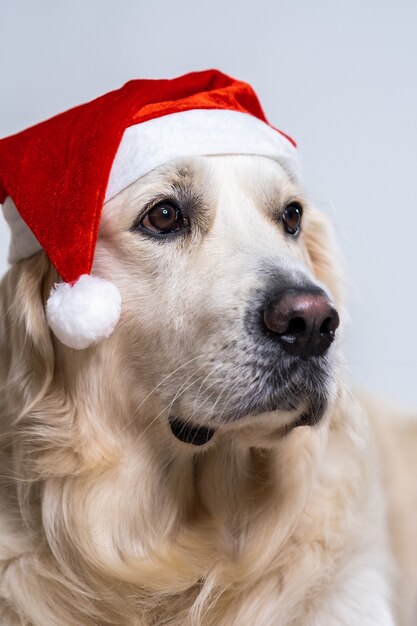 Cute retriever dog wearing a Christmas hat