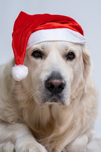 크리스마스 모자를 쓰고 귀여운 리트리버 강아지