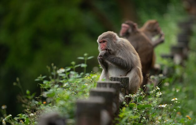 Cute rhesus macaque (Macaca mulatta) monkey in nature