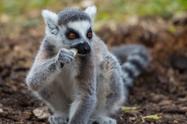 Cute ring-tailed lemur eating its food
