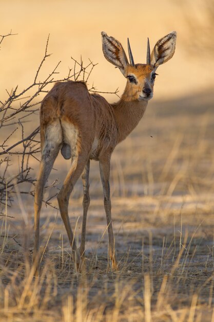 木の近くの砂漠でかわいいノロジカ