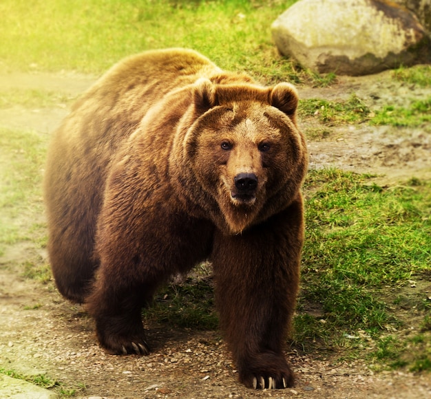 緑の草の上を歩くかわいいロシアのクマ。自然の背景。