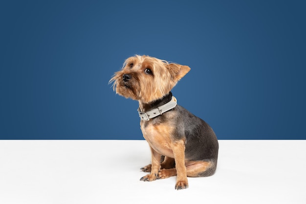 Cute and sad. Yorkshire terrier dog is posing. Cute playful brown black doggy or pet playing on blue studio background. Concept of motion, action, movement, pets love. Looks delighted, funny.