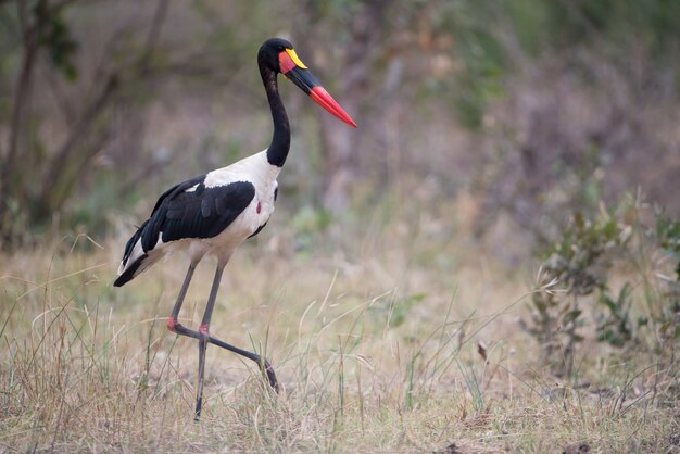 Cute saddle-billed stork walking in a grassy field with a blurred background