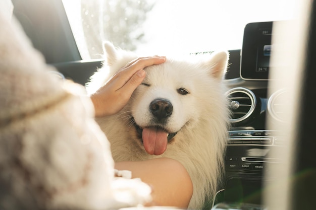 여름날 도로 여행을 하는 동안 현대 자동차 안에 있는 귀여운 사모예드 개