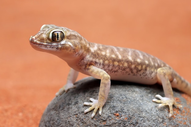 Cute sand gacko sunbathing on the rock