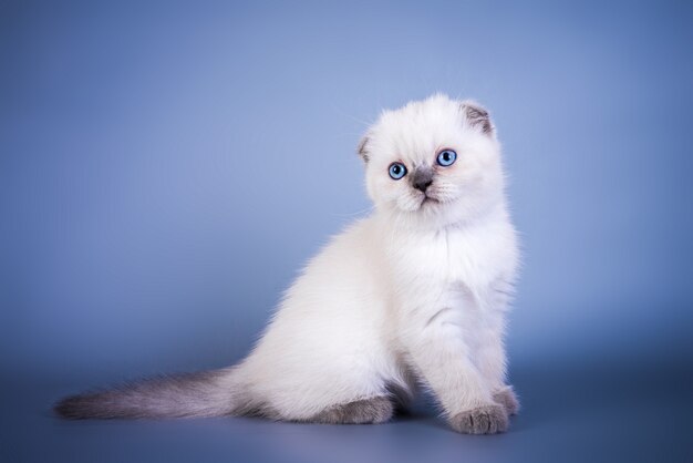 Premium Photo Cute Scottish Fold Shorthair Silver Color Point Kitten With Blue Eyes