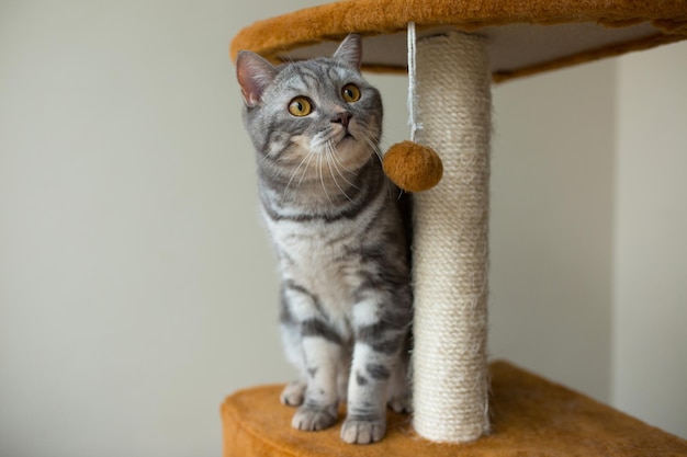 Cute scottish straight gray cat hunting and playing