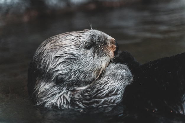 Cute sea otter diving in a sea