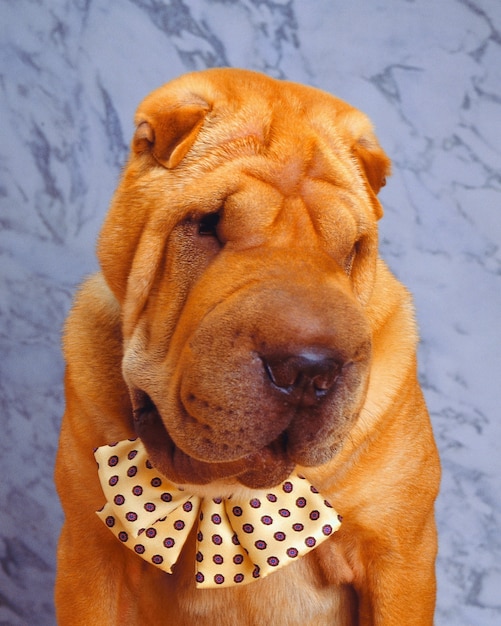 Free photo cute shar-pei dog wearing a bow tie