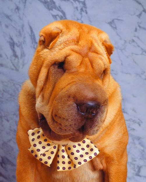 милая собака шарпей в галстуке-бабочке