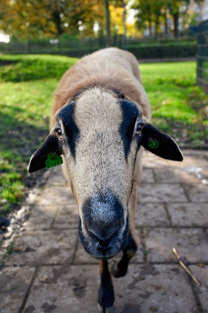 Free photo cute sheep on a blurred background