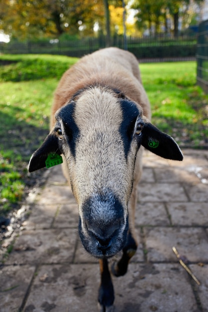 背景をぼかした写真のかわいい羊