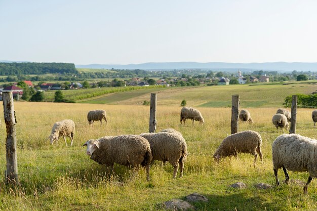 Cute sheep grazing in field