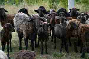 Free photo cute sheep herd in field