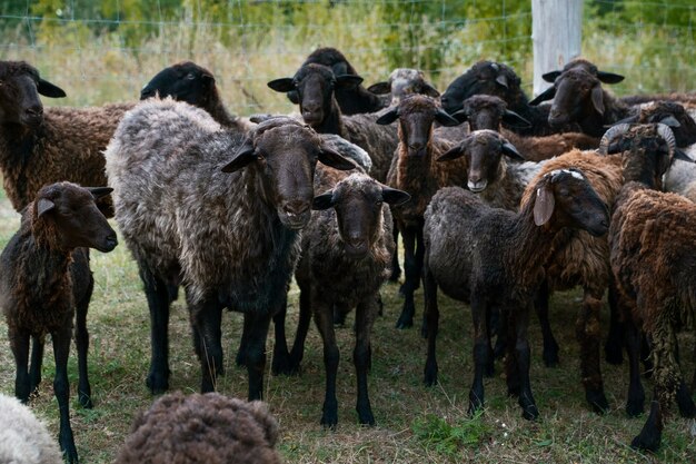 Милое стадо овец в поле