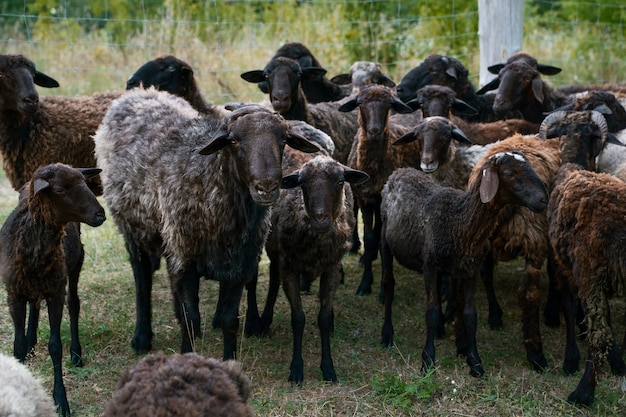 Милое стадо овец в поле