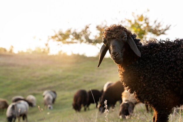 Cute sheep rural life concept