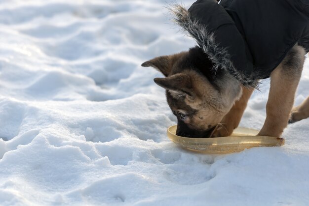 冬に水を飲むかわいい羊飼いの犬