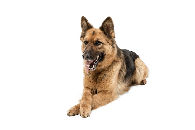 Cute Shepherd dog posing isolated over white background