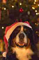 Free photo cute shepherd dog with a santa hat at home