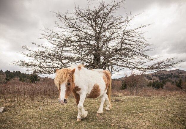 Cute shetland pony with an isolated bare tree