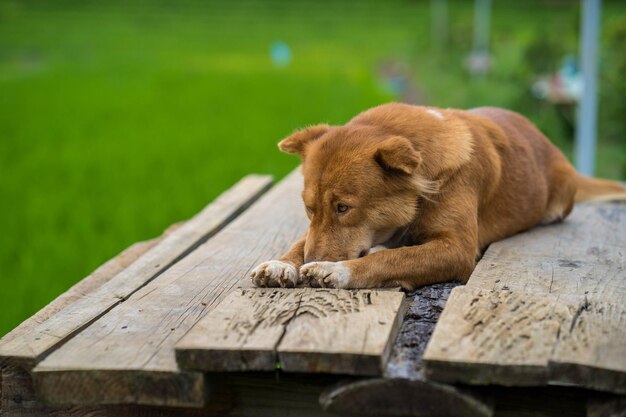 Cute Shiba Inu breed dog lying on wooden planks in a field