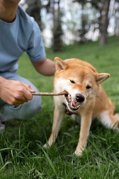 Free photo cute shiba inu pet with family