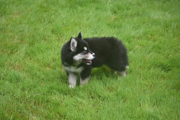 Cute siberian husky panting from running around